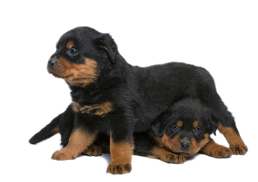 Rottweilers Have A Box Like Jaw, A Broad Snout And - Dog (900x700), Png Download