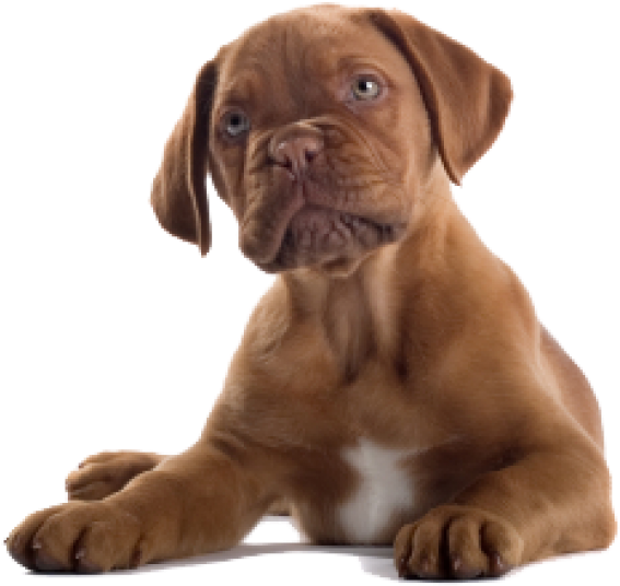 Dog Clipart Png - Brown Dog Png (600x575), Png Download