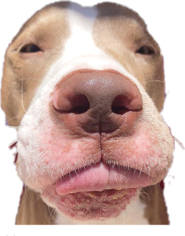 Report Abuse - Dog (751x957), Png Download