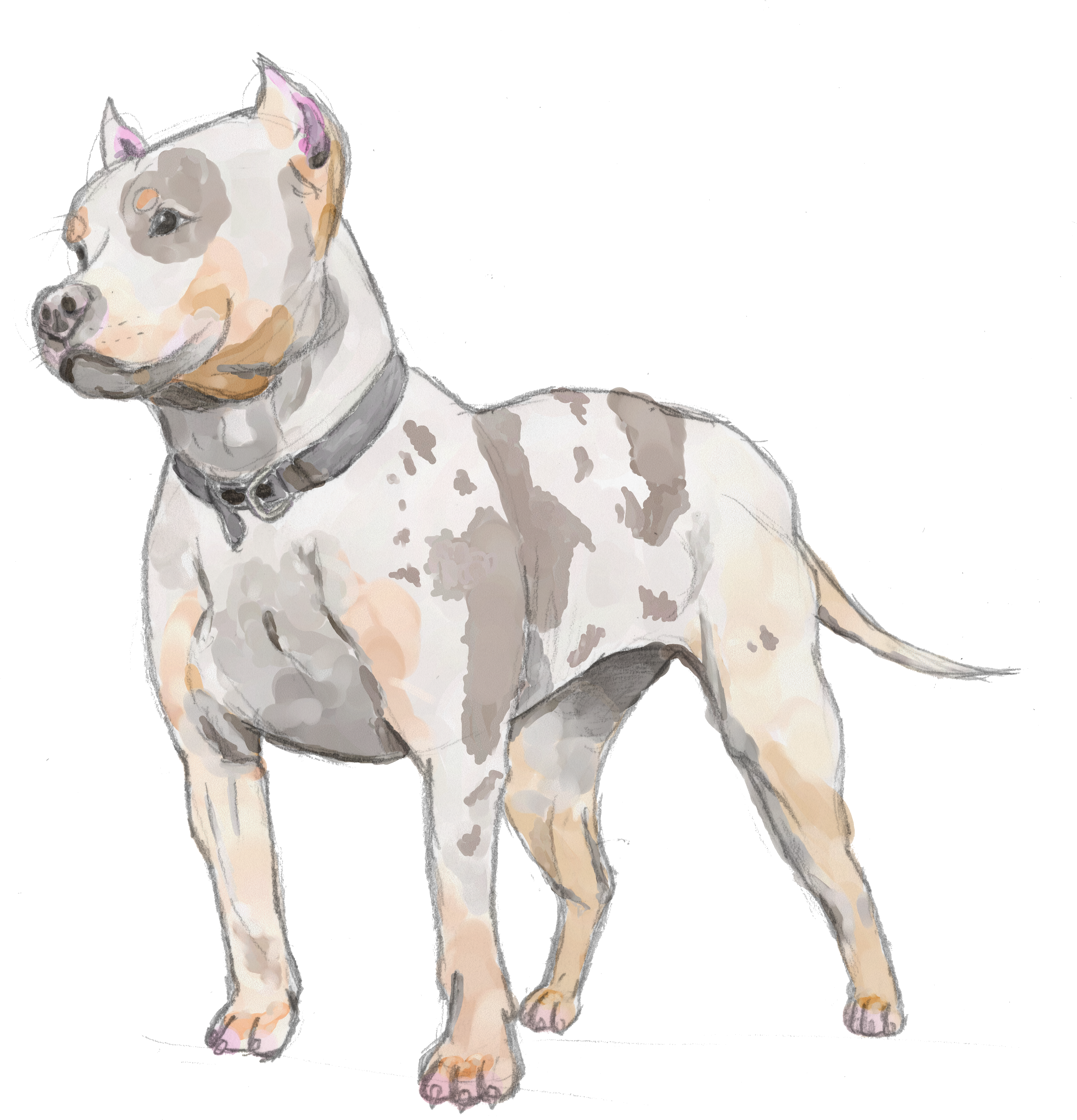 Pitbull Head Png (4004x4096), Png Download