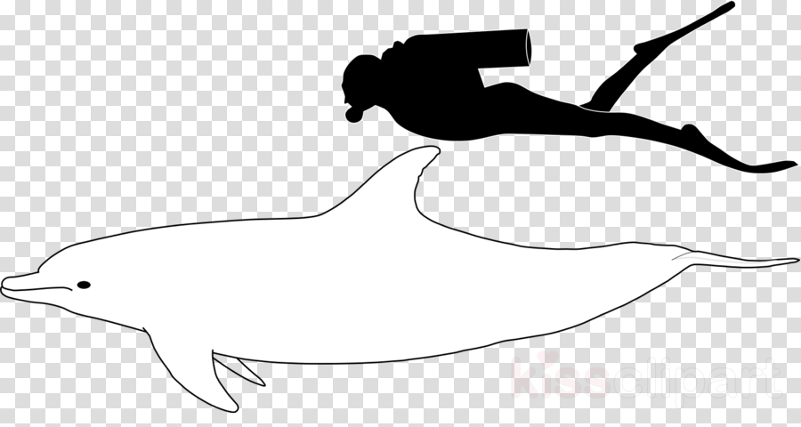 Bottlenose Dolphin Size Clipart Common Bottlenose Dolphin - Transparent Background Speech Bubble (900x480), Png Download