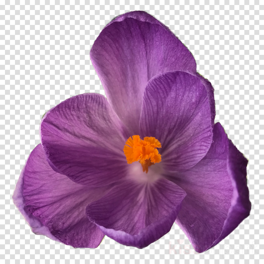 Download Flower Tumblr Transparent Clipart Flower Bouquet - Flower On Clear Background (900x900), Png Download