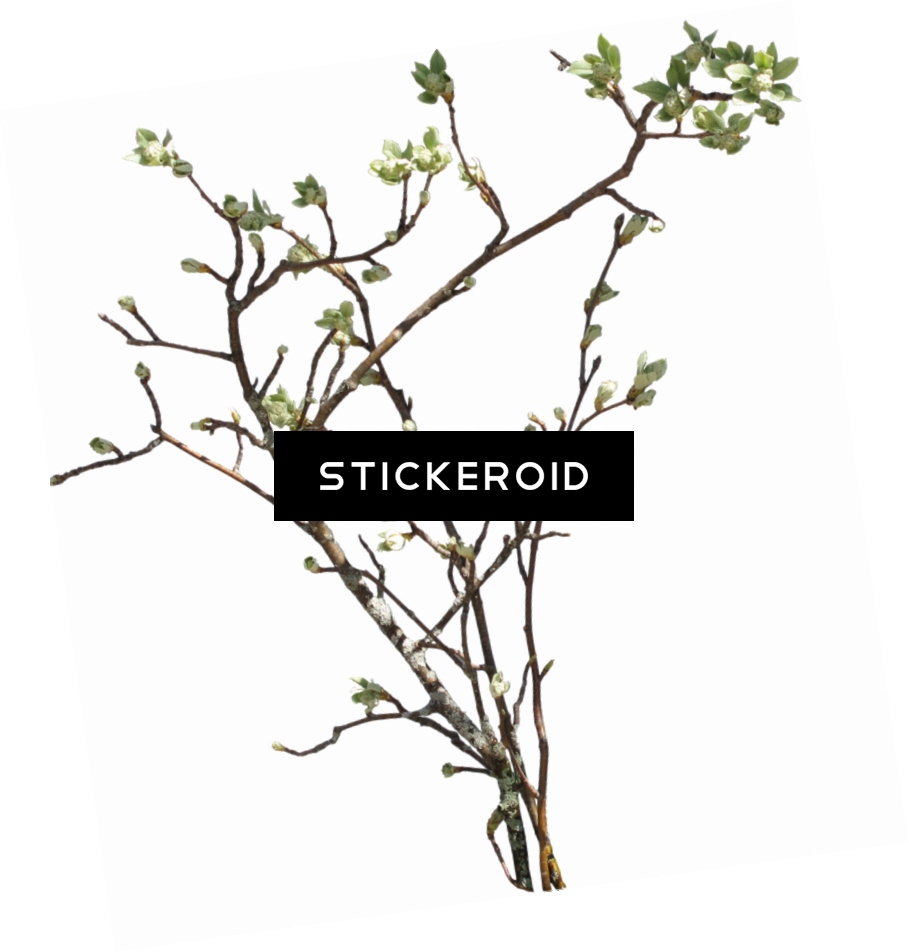 Branch - Ветки Png (909x952), Png Download