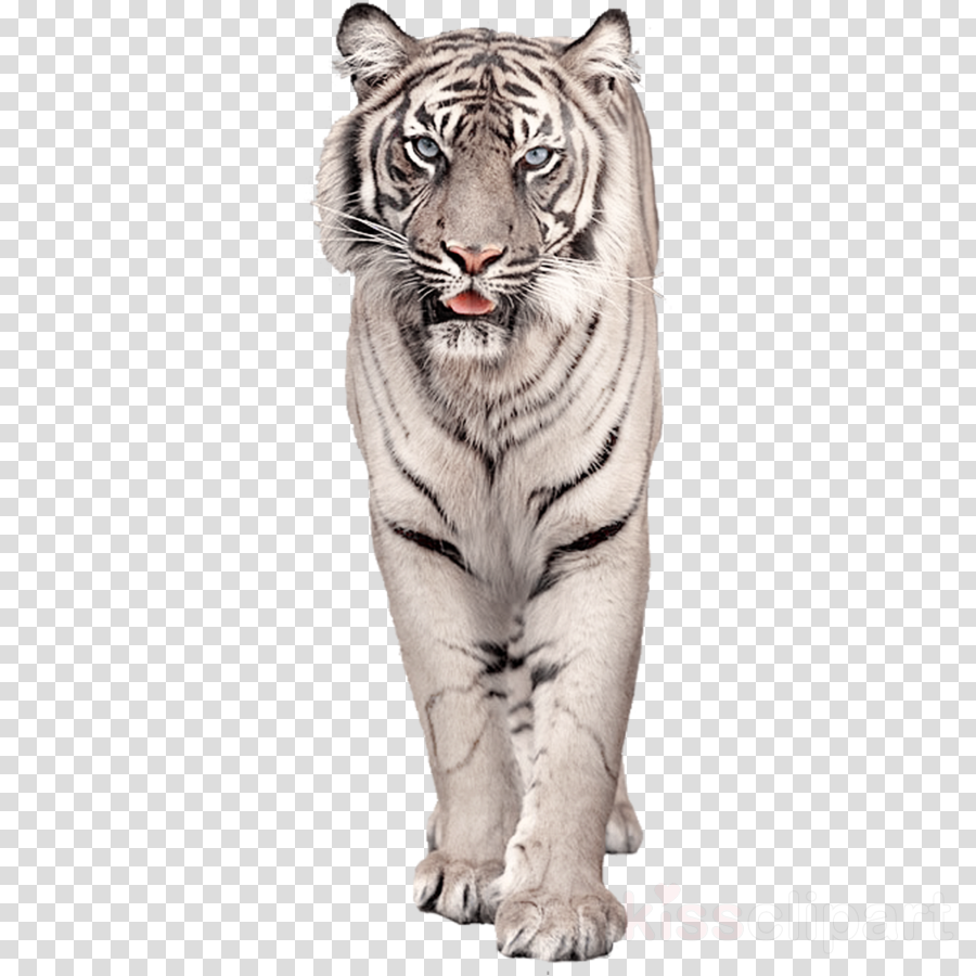 Download White Bengal Tiger Png Clipart Bengal Tiger - Tube Bébé Tigre Blanc (900x900), Png Download