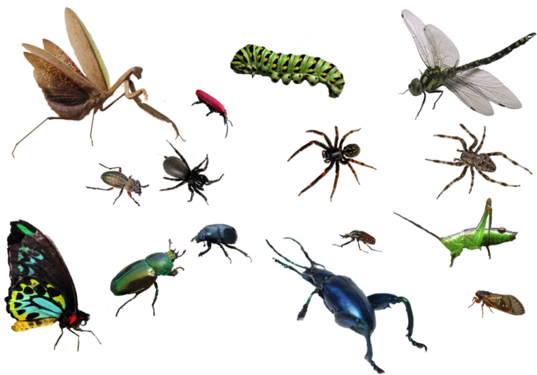 Bug By Mariasemelevich Pluspn - Ultimate Factivity Collection: Bugs - Trade Paperback (800x534), Png Download