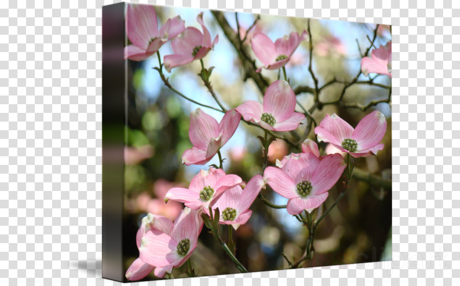 Pink Dogwood Tree Clipart Floral Design Flowering Dogwood - Gallery-wrapped Canvas Art Print 15 X 11 Entitled Office (900x560), Png Download