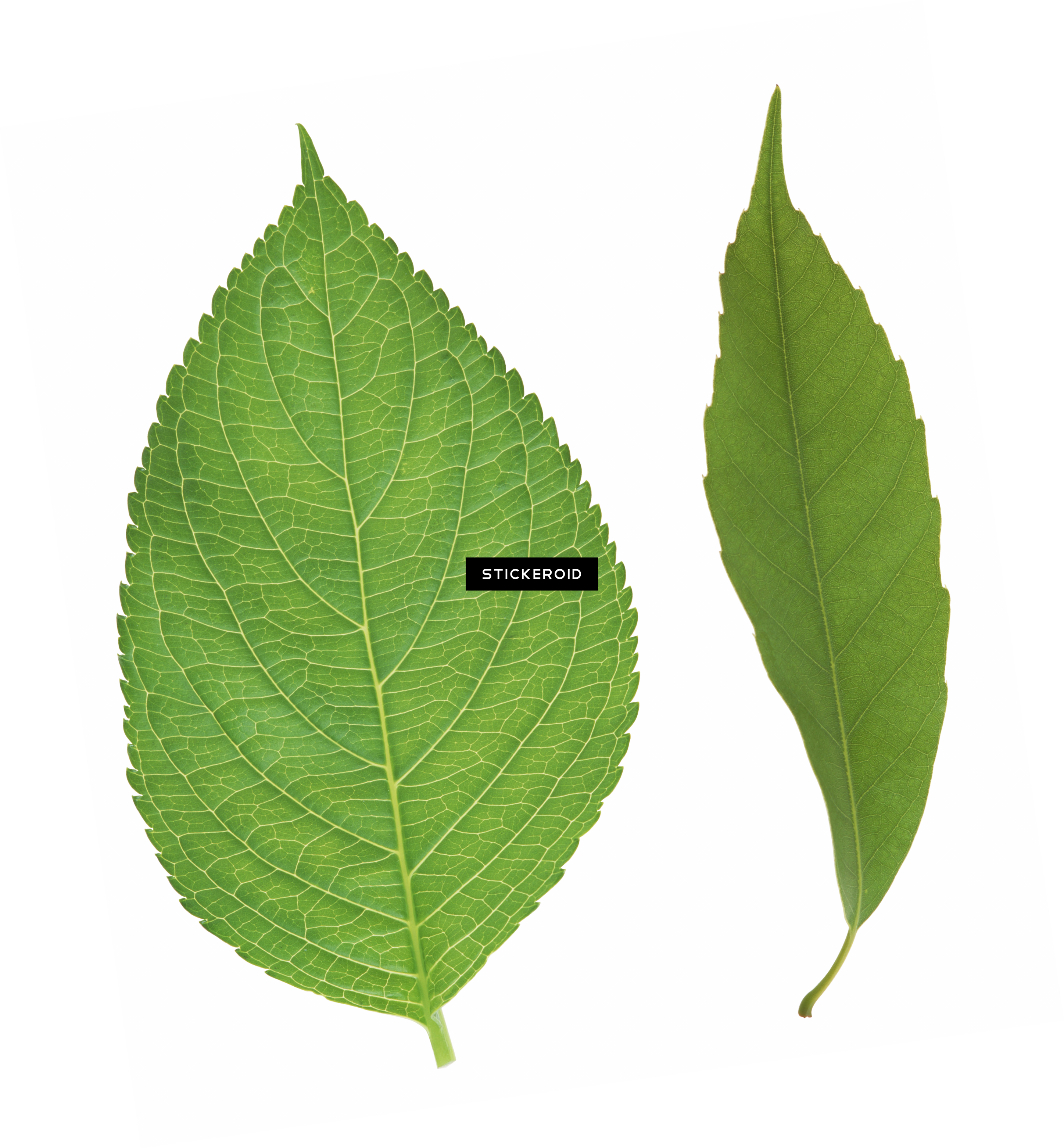 Green Leaf Leaves - Ulmus Alata (2895x3124), Png Download