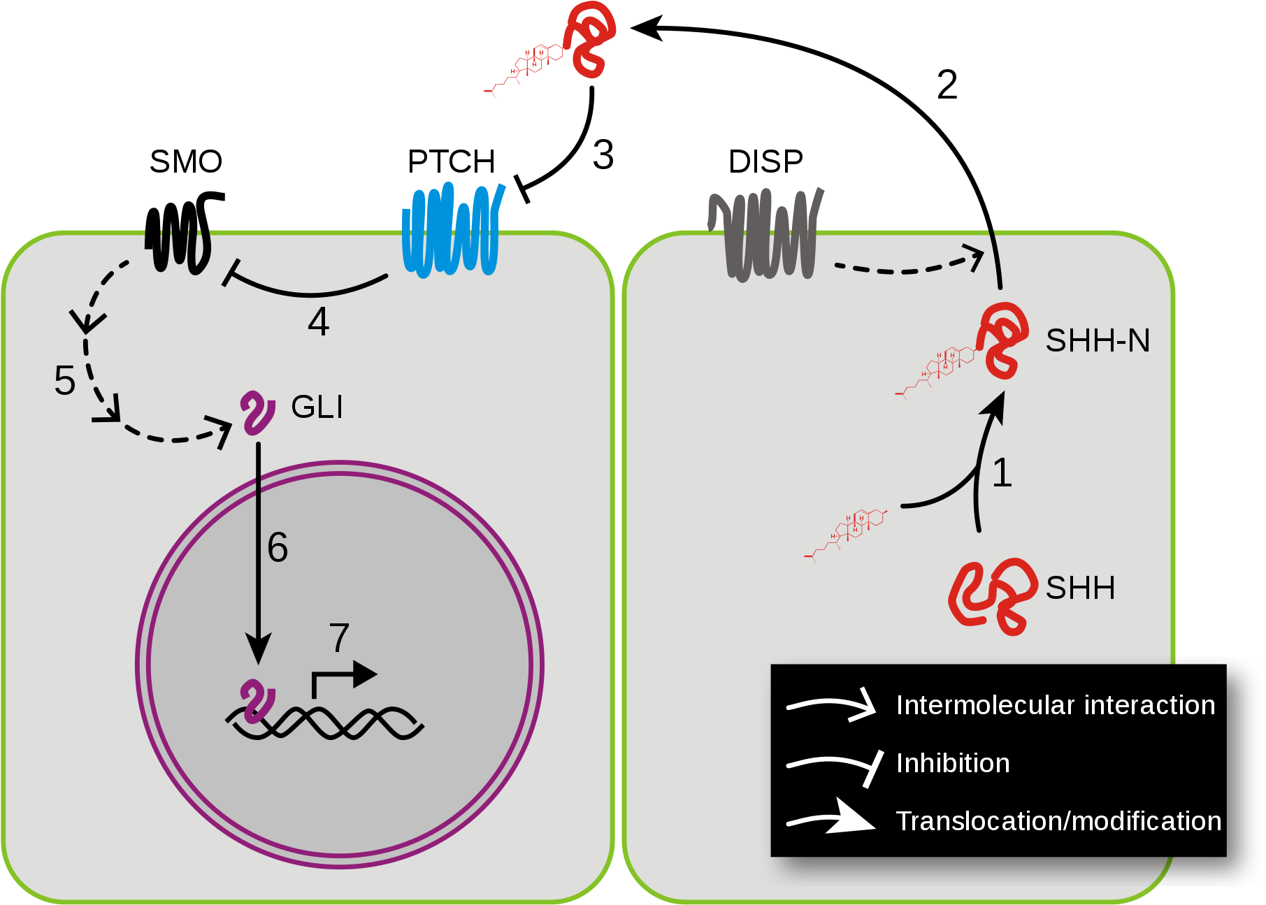 Open - ヘッジ ホッグ シグナル 伝達 経路 (2000x1416), Png Download