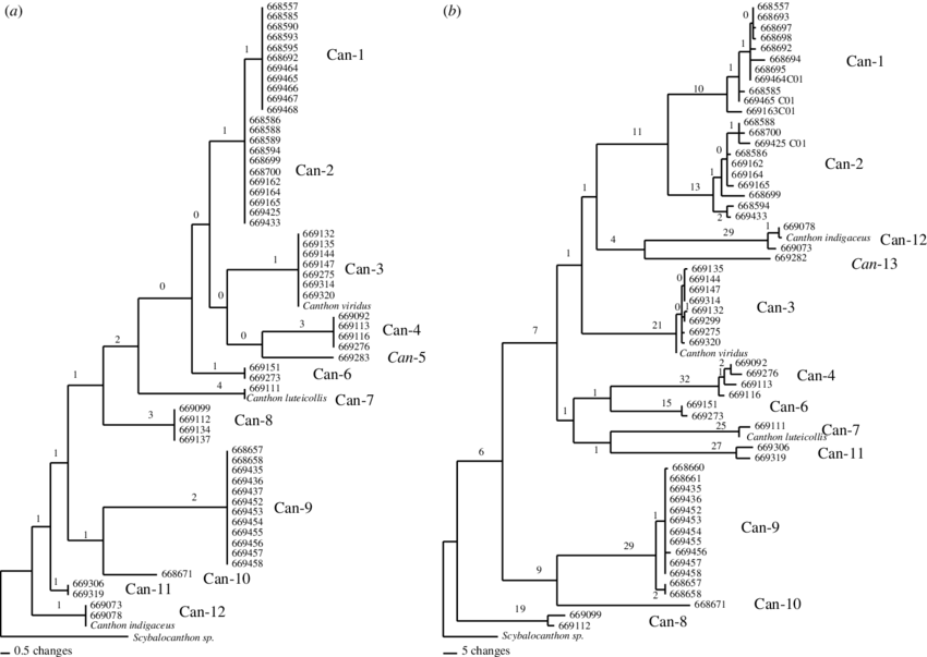 Parsimony Trees For Canthon, As In Figure - Canthon (850x603), Png Download