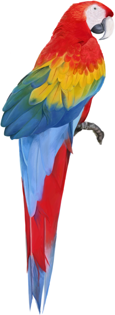 Macaw Free Download Png - Macaw Png (400x1055), Png Download