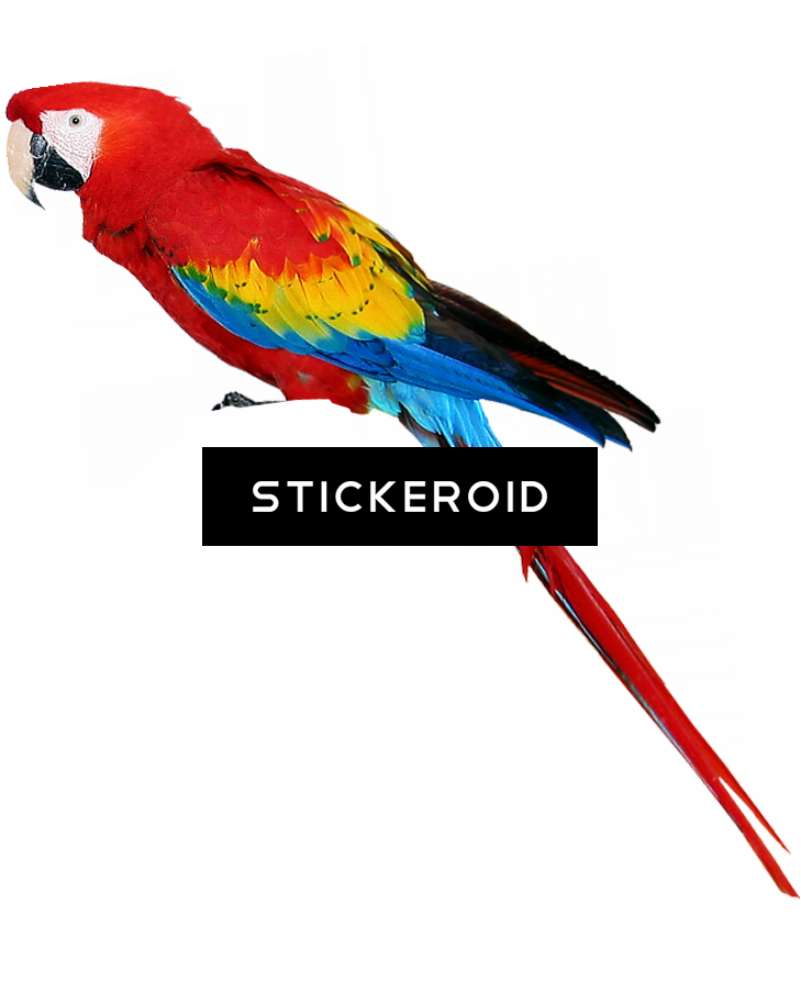 Colorful Parrots Parrot - Clip Art (729x904), Png Download