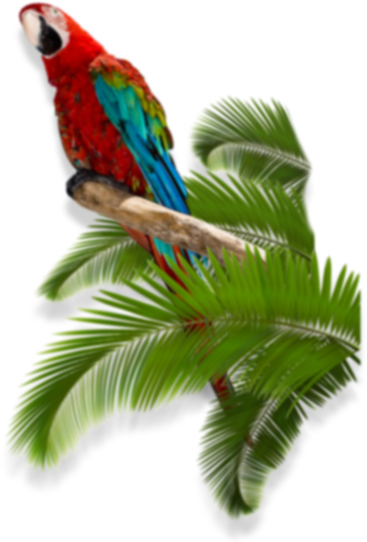 Fbtwpi - Macaw (719x1062), Png Download
