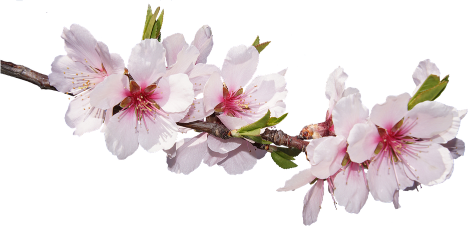 Cherry Blossom (960x482), Png Download