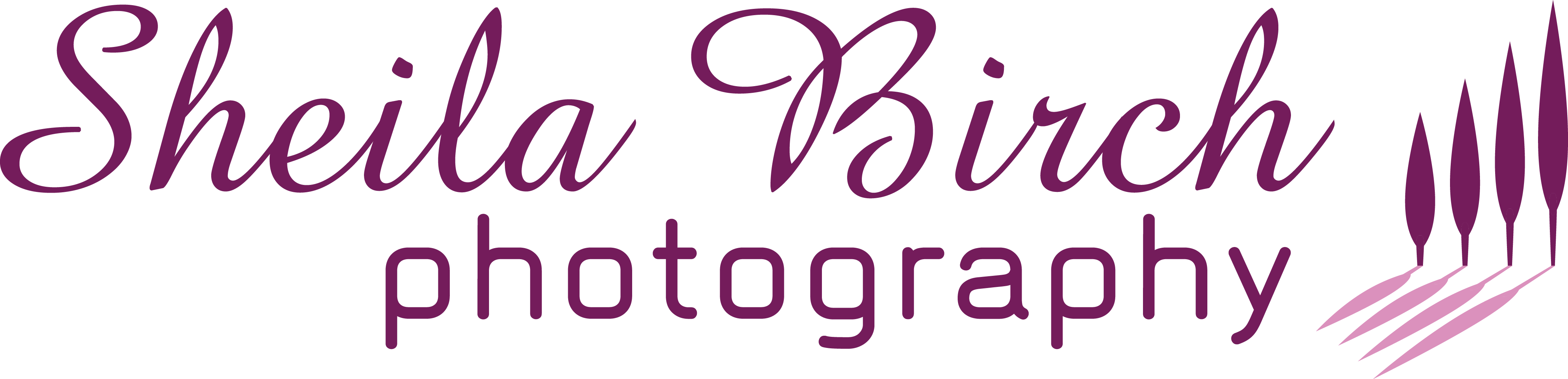 Sheila Birch Photography - Sweet Memories Images Hd (4239x1025), Png Download