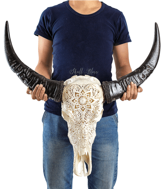 Carved Buffalo Skull - Mandala (645x645), Png Download