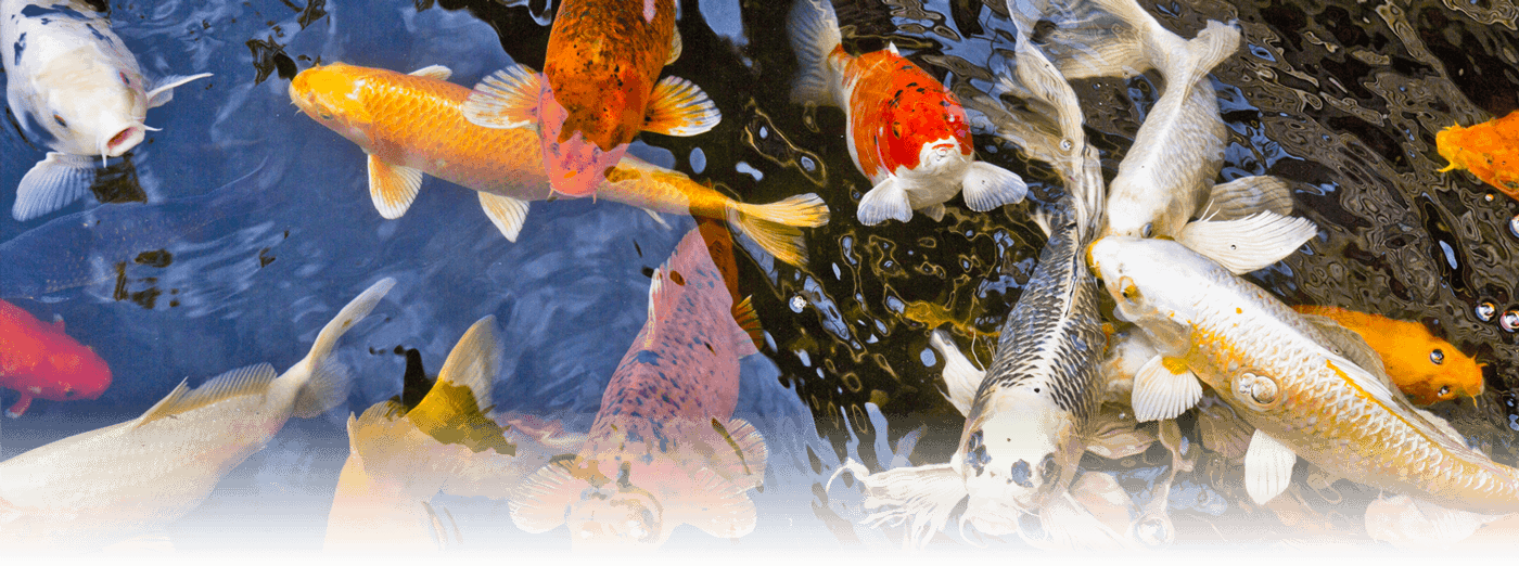 Heritage Hotel Lancaster - Coral Reef Fish (1400x522), Png Download