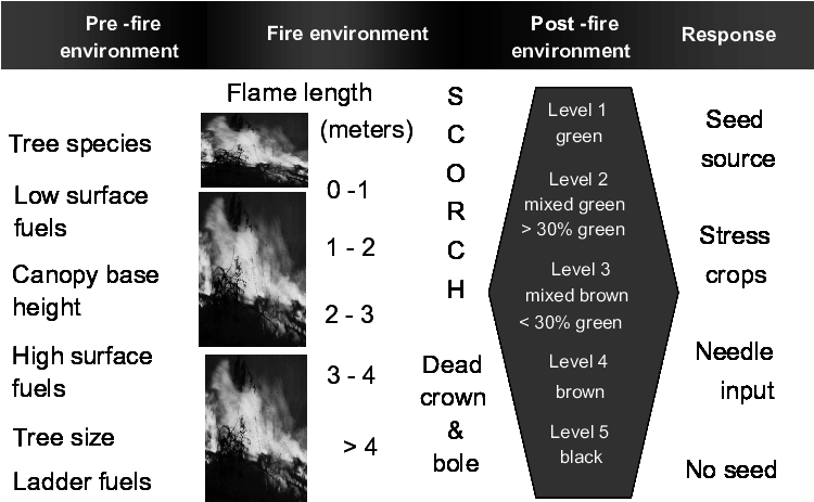 The Tree Burn Severity Classification Links Flame Length - Conceptual Model (756x489), Png Download