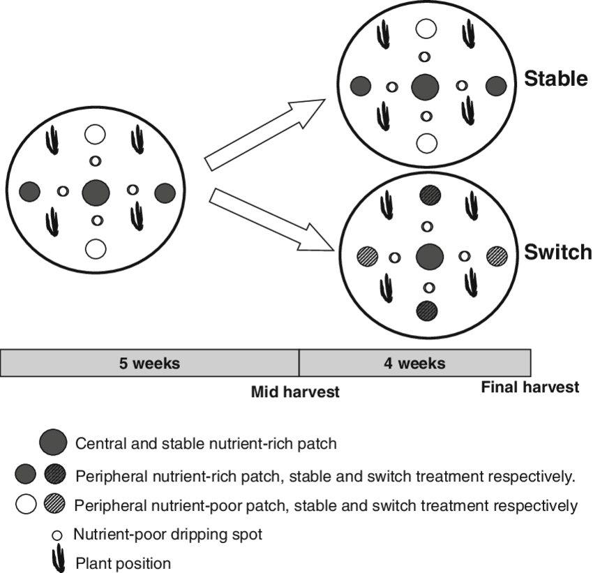 Schematic Representation Of The Experimental Design - Design Of Experiments (850x821), Png Download