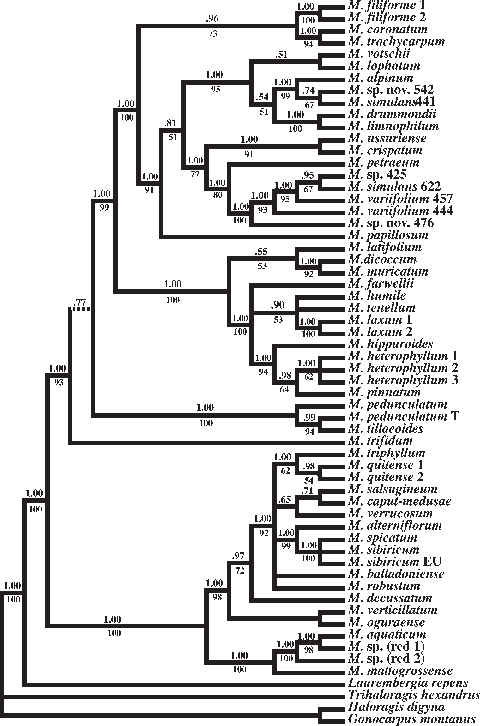 Phylogenetic Relationships In Myriophyllum As Indicated - Diagram (481x726), Png Download