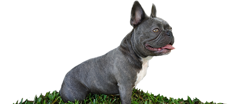 Violet Is A Blue Brindle And White Mini French Bulldog - Blue French Bulldog Png (881x351), Png Download