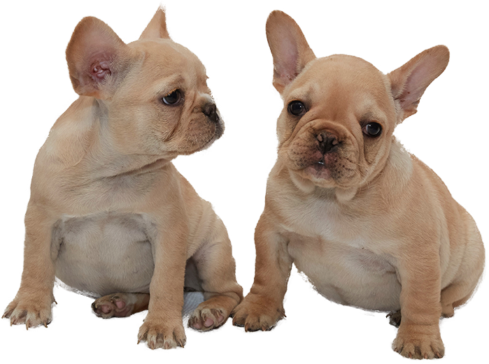 Shop Now - French Bulldog (699x521), Png Download