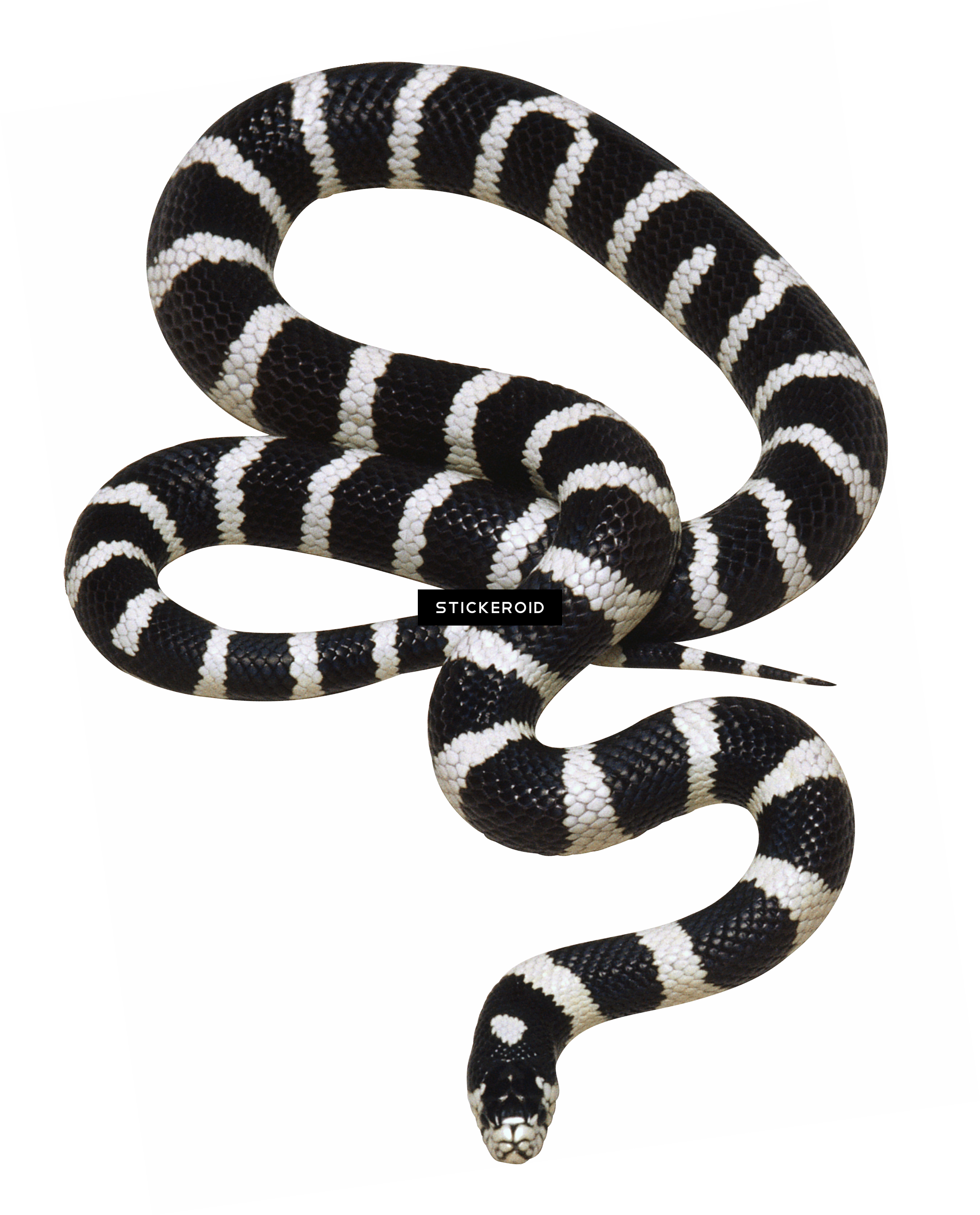 White Snake - Transparent Background Png Snake (2444x3030), Png Download