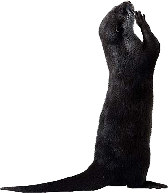Otter Png Picture - Cat (800x1000), Png Download