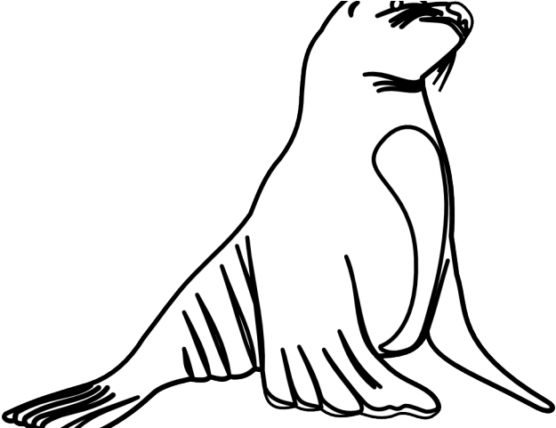 Otter Clipart Vintage - Sea Lion Black And White (640x480), Png Download