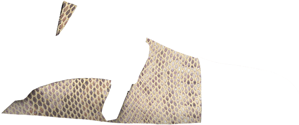 Fantasia-animal Print Arena - Grille (860x400), Png Download