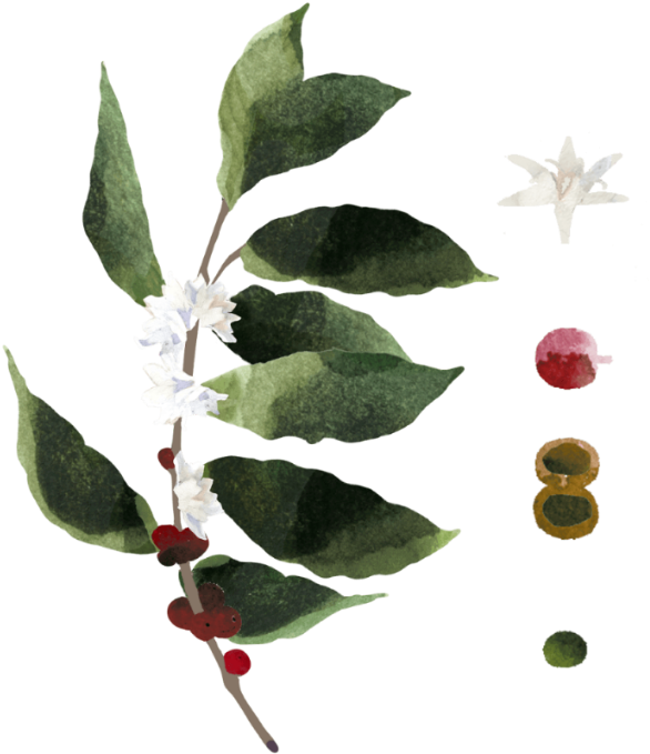 Coffea Requires Lots Of Water During Its Flowering - American Holly (680x781), Png Download