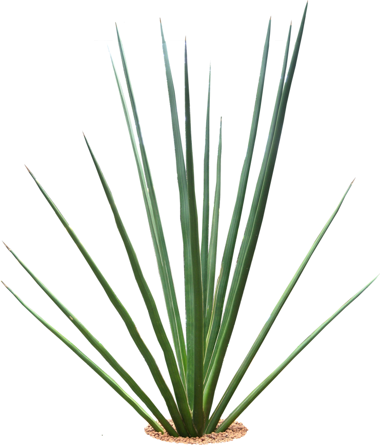 Tropical Plants Png - Tropical Plants With Transparent Background (761x878), Png Download