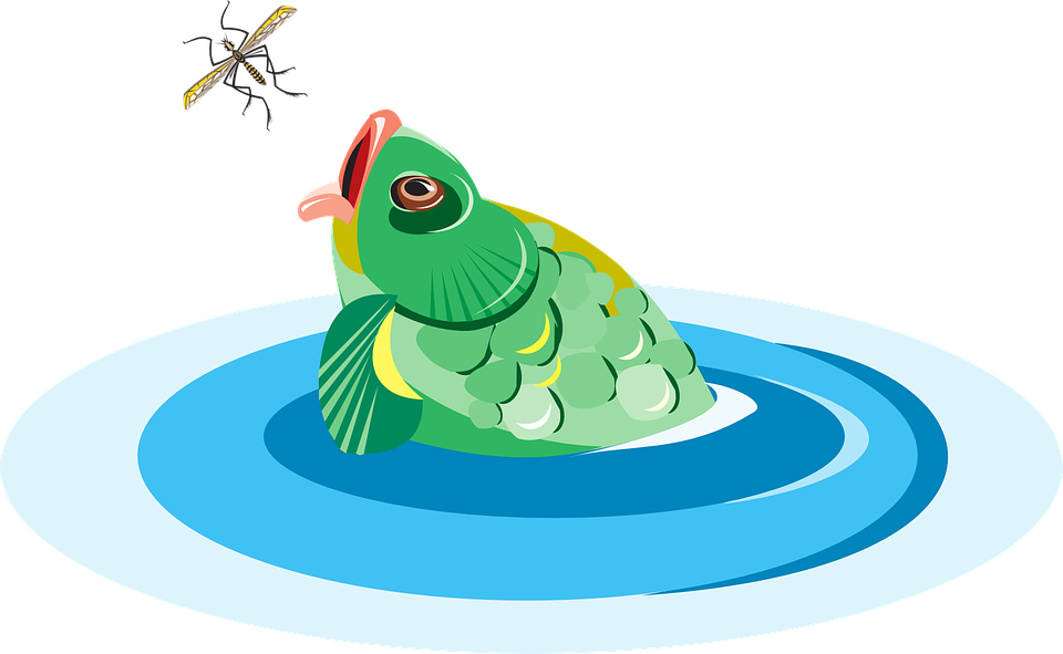 Collection Of Spring Water Cliparts - Pez Comiendo Insecto (960x591), Png Download