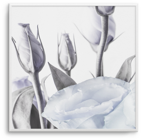 Blue Lisianthus No 2 Sq Blue Lisianthus No 2 Sq - Prairie Gentian (600x756), Png Download