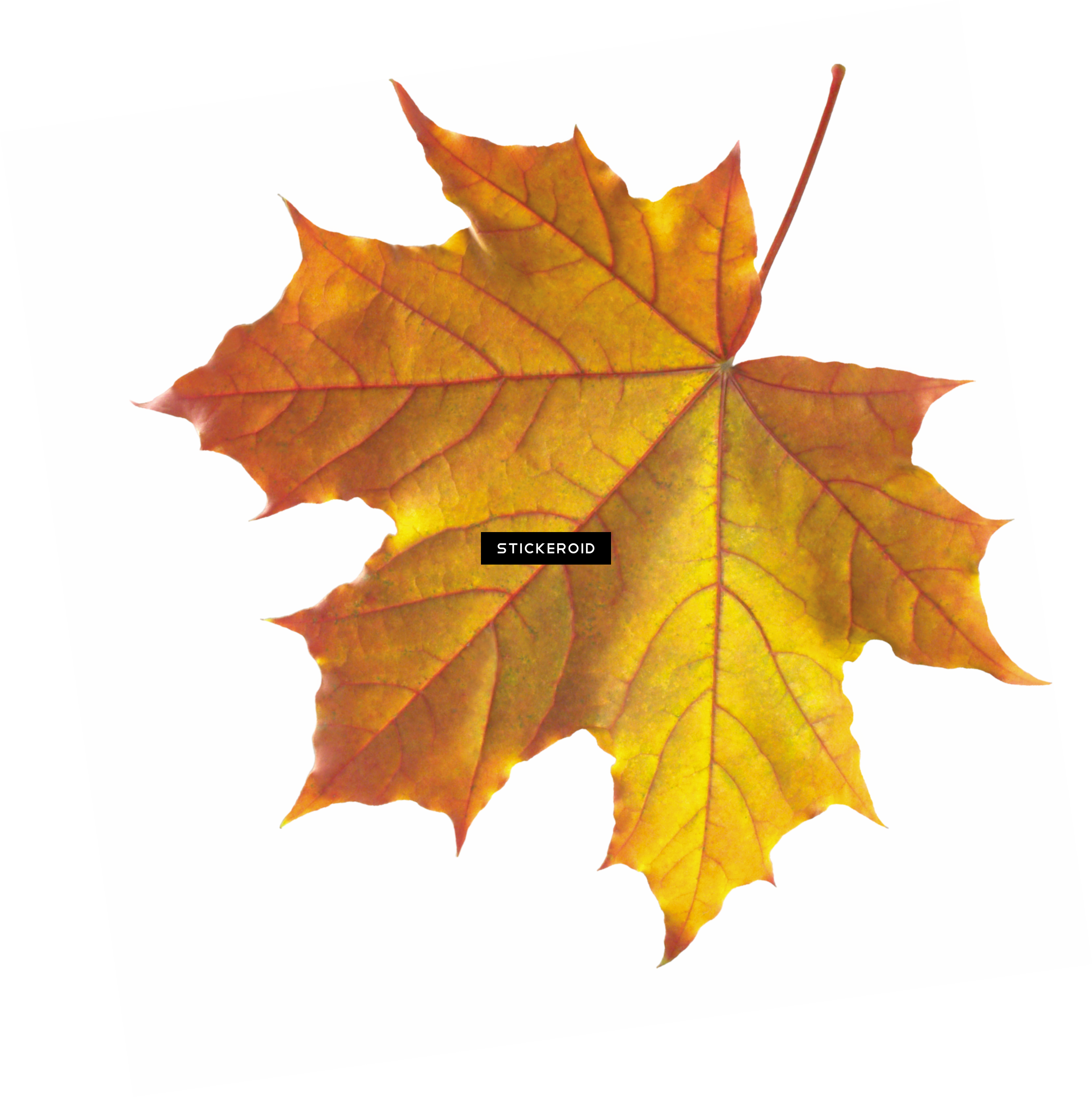 Maple Leaf Autumn Leaves Septmber September - Transparent Autumn Leaf (3022x3037), Png Download