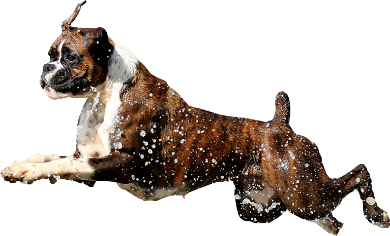 Banner Mince - Boxer (767x466), Png Download