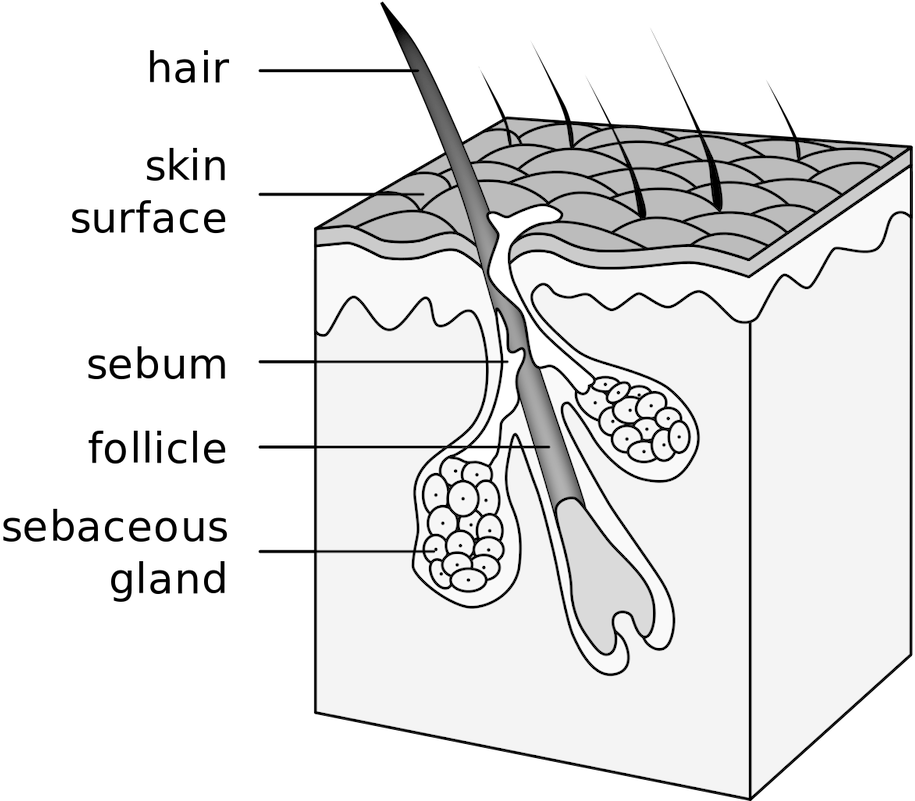 Hair Starts Off Growing In A Follicle, Beneath The - Hair Follicle (925x800), Png Download