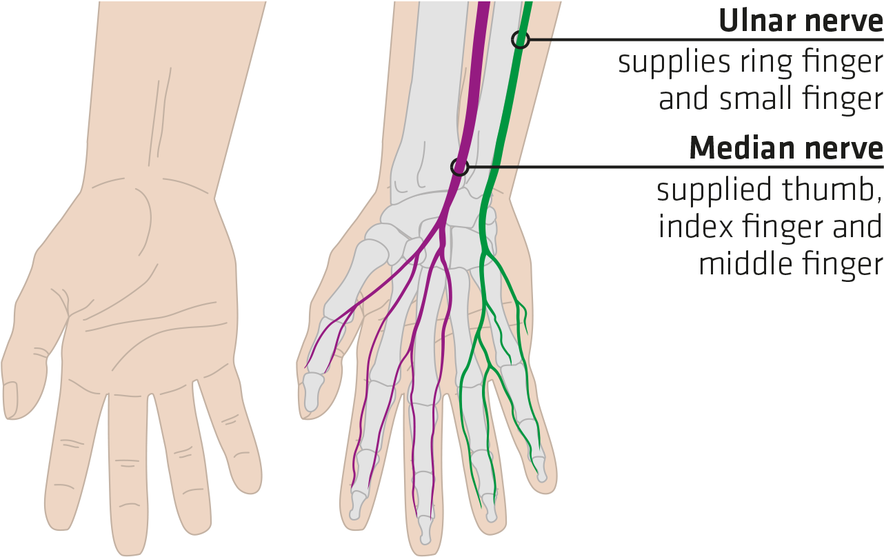 Sqlab Haende Mit Nerven Us - Nerve For Hand Grip (1339x828), Png Download
