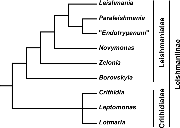 Schematic Phylogenetic Tree Of The Subfamily Leishmaniinae - Number (707x513), Png Download
