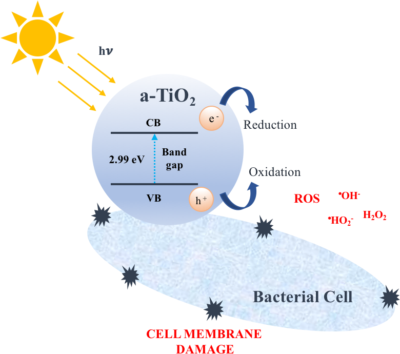 Graphical Abstract - Abstract (779x710), Png Download