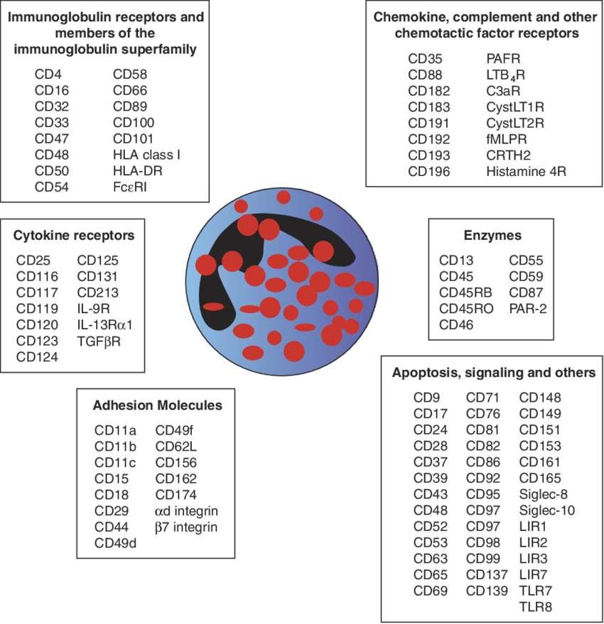 5 Schematic Diagram Showing Surface Molecules Expressed - Diagram (850x879), Png Download