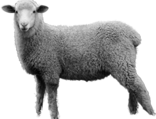 Sheep Png Transparent Images - Sheep (640x480), Png Download