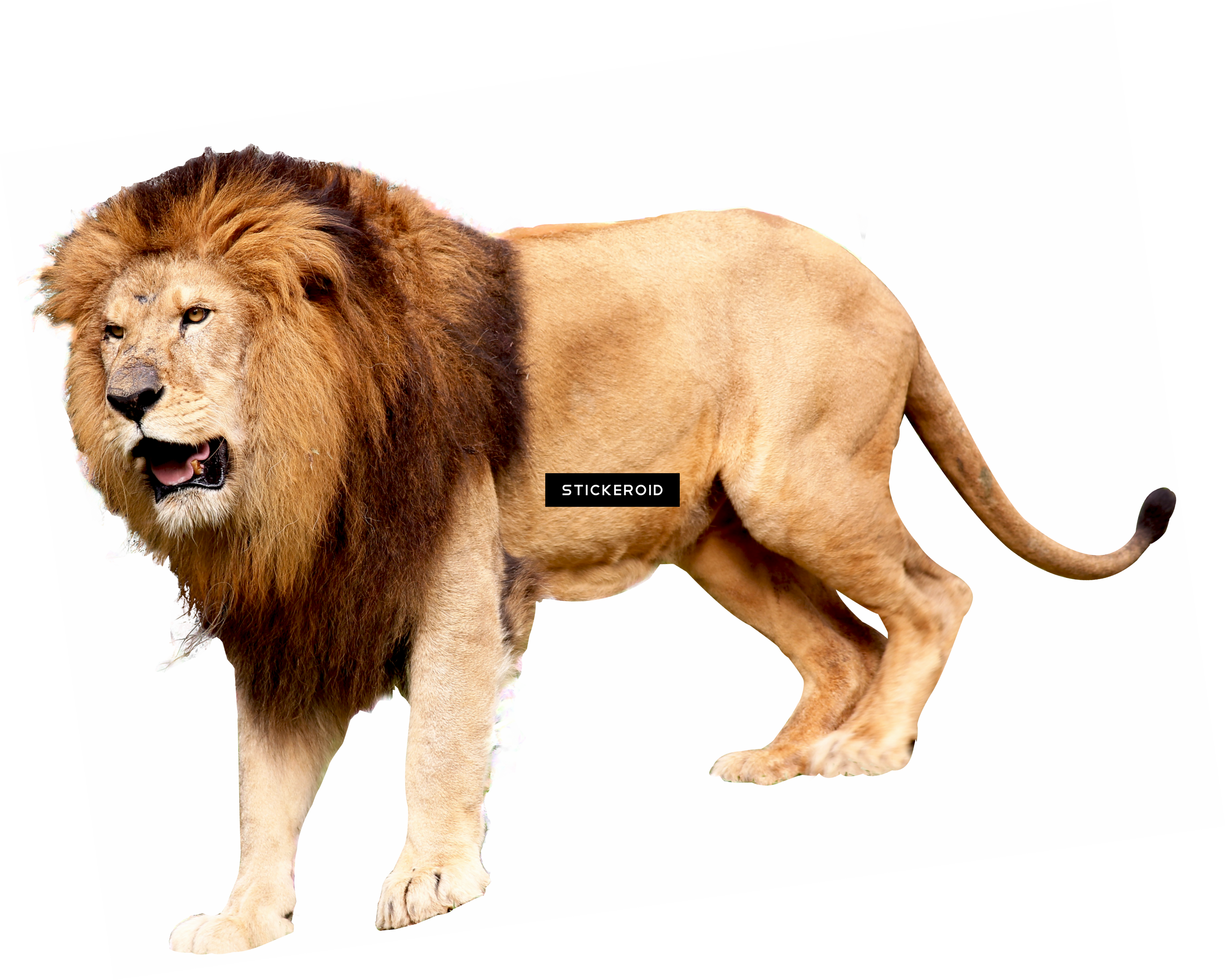 Download Roaring Lion Lion Roar Png Full Size Png Image Pngkit