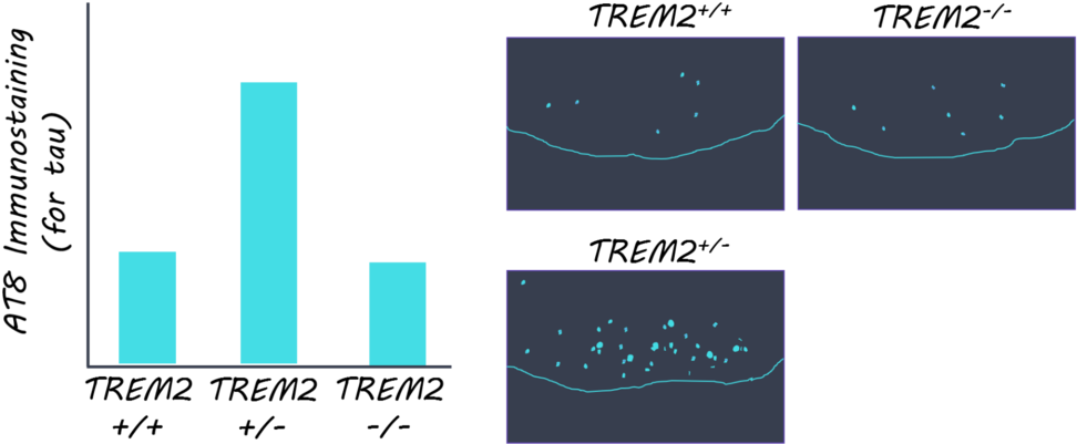 The Impaired Microglial Response To Injury, Increased - Graphic Design (1000x433), Png Download