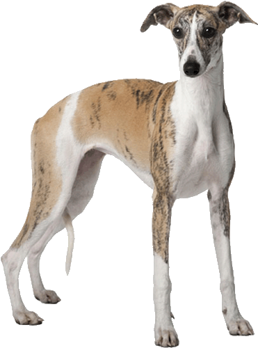 Whippet - Bloodless Surgery: Surgery Atlas, A Step By Step Guide (700x520), Png Download