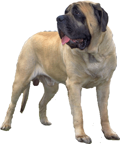 Mastiff - English Mastiff Transparent Background (700x520), Png Download