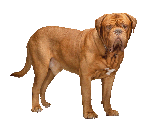 Dogue De Bordeaux - Dogue De Bordeaux Transparent Background (700x520), Png Download