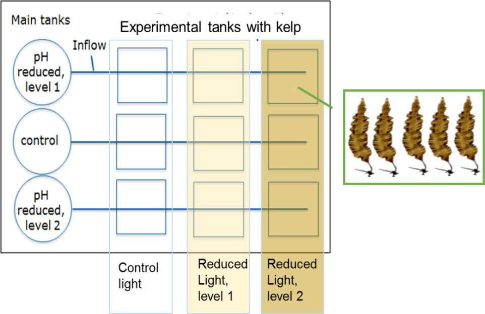 Kelp Experimental Setup Ecodom - Kelp (972x623), Png Download