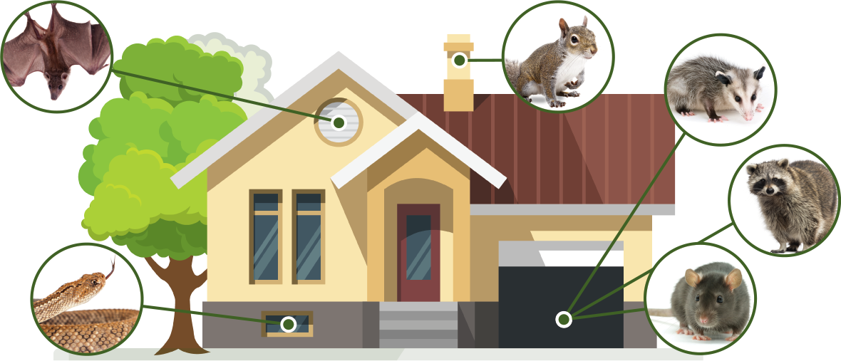 Bats Snakes Squirrels Opossums Racoons Rats - Wasbeer Canvas 60x40 Cm (1180x507), Png Download