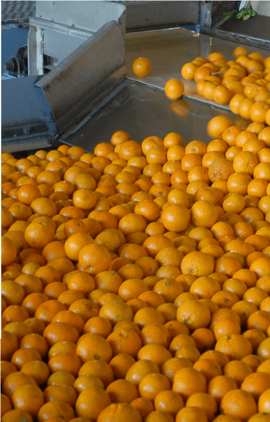 Fresh Blueberries - Valencia Orange (2200x850), Png Download