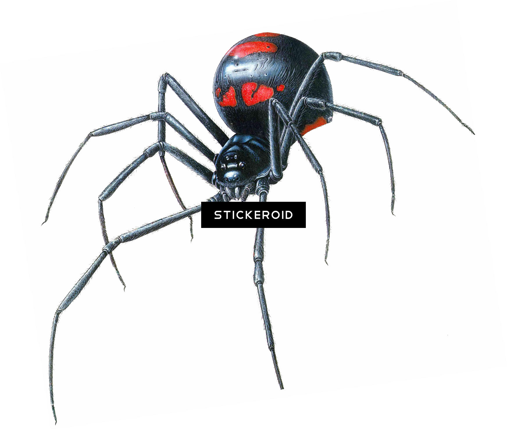 Download Black Widow Spider Full Size PNG Image PNGkit